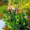 Generic Bulbi di Canna Indiana - Acquista Tuberi di Canna Piante resistenti da esterno, regali per gli amanti del giardino giardino di fiori, fiori da giardino, colorati aiuole rialzate per 8pcs