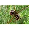 Vivaio di Castelletto Pino silvestre Pinus sylvestris pianta in vaso 9x9 cm h 20/30 cm Vivaio di Castelletto