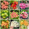 Generic Semi di spine di Cristo, Euphorbia milii, resistenti per il giardino acquistare la spina di Cristo autunnali, decorativi esotiche 550pcs