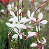 SVI Sparkle Bianco Gaura - 25 Semi