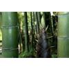 Generic Moso Bambù semi gigante raro, Pubescens Phyllostachys Edulis - Peso 20G