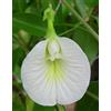 Generic Clitoria ternatea singolo bianco | 20_semi: grani