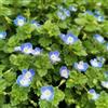 Generic veronica semi da giardino balcone con parterre decorativo giardino ombra, semi perenni resistenti del 150pcs