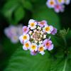 Generic lantana - all'aperto (Lantana camara) decorazioni giardino per esterni tappezzante resistente interno balcone, 100semi