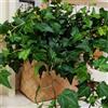Generic semi di edera, rampicante da parete Semi di edera a crescita rapida - Decorazione del soggiorno rare regali per gli amanti del 150pcs