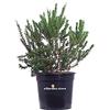 eGarden.store Pianta di Mirto Tarantino Pianta di Myrtus Communis Tarentina piantr di Morto da giardino pianta da esterno pianta ornamentale pianta vera di Mirto Tarantino venduta da eGarden.store (Vaso 24 cm)