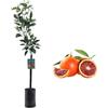 SUN TOUCH Pianta di Arancio Sanguinello Moscato - Citrus sinensis - H100cm inclusa Fitocella