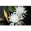 Generico VIVAIO GARDEN FOREST Epiphyllum Lingua di Suocera a fiore bianco gigante, pianta succulenta ornamentale, vaso 14 cm, cactus da interno ed esterno riparato dal grande impatto scenografico