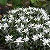 Generic semi di stella alpina - balcone resistente esotiche, resistenti giardino 1000pcs