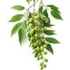 SemiSauvage 5 Semi di Margheriere - Neem - SemiSelvaggio Permacultura