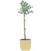 KENTIS - Eucalyptus Gunnii - Alberello Eucalipto - Piante Vere da Esterno Resistenti - Pianta da Giardino Antizanzara - H 40-50 cm Vaso Ø 15 cm