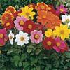 SVI Dalia MignonDahlia variabilis 50 Semi