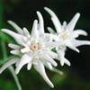 Generic stella alpina resistenti in vaso semi di stella alpina aromatiche per aiuole rialzate decorazioni da giardino per esterni, da balcone ornamentali, decorazioni 100semi
