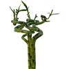 VANDAS Lucky Bamboo - Dracaena Sanderiana | Bamboo della Fortuna | Pianta Ornamentale Coltivabile in Acqua | Vari Steli e Altezze (5, 80 Cm)