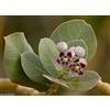 Generic Portal Cool Apple of Sodom Semi Calotropis Procera Ucraina 3 Semi S0795