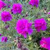 Generic Semi di portulaca - da giardino resistenti Portulaca grandiflora - da giardino roccioso sono resistenti 400pcs