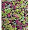 SVI Sedum misto 100 semi