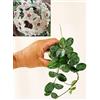 POWERS TO FLOWERS - HOYA MATHILDE SPLASH,vaso 9cm diametro, pianta vera