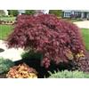 Vivaio di Castelletto Acero Rosso Giapponese, Acero palmatum dissectum crimson princess, Pianta in Vaso ø 20 cm, Vivaio di Castelletto