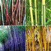 Benoon Semi Di Bambù, 300 Pezzi/Borsa Semi Di Bambù Tollerante All'ombra Home Decor Rare Phyllostachys Pubescens Piantine Da Giardino Per Cortili Semi di bambù
