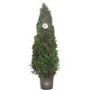 vannucci piante Thuja occidentalis 'Smaragd' (Emeraude), Pianta vera in vaso Vannucci Piante, Pianta da terrazzo (cod. 7) (1x)