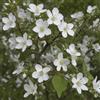 Generico Pianta di EXOCHORDA MACRANTA Cespuglio della Sposa Spirea h40cm FOTO REALE AMDGarden