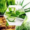 Generic - Semi di aloe vera, 300 pezzi, colore: vert