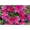 Generic 20 Lewisia Longipetala Hyb. 'Petite Framboise' Rouge/Écarlate/Viola
