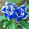Generic 2 pezzi/sacca fleur de Rose du désert adenium obesum fleur double pétales graine en pot pour jardin maison 100% vrai: 5: graines