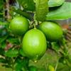 Vivai Decandia Giovanni PIANTA DI LIME in vaso 24 - età 3/4 anni
