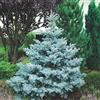 Vivaio di Castelletto Abete Blu Argentato Picea Pungens Kosteriana Hoopsii in mastello h. 120/140 cm Vivaio di Castelletto