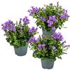 Bloomique - Set di 3 - Campanula Ambella Intense Purple - Fiore Campanula - Coprisuolo - Pianta da Giardino - Resistente al Freddo - Sicura per gli Animali - Altezza 10-20 cm - Vaso 10,5 cm