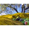 Generico RETE/TELO RACCOLTA OLIVE/MANDORLE - ANTISPINA 100 GR/MQ - PROFESSIONALE