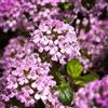 Generic Semi di timo serpillo, semi di rare amici esotiche decorazione da giardino per esterni giardino miscela per giunti pavimentazione 800pcs