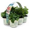 Amori e aromi Piante aromatiche N. 24 vasi in 4 pack diversi (in vaso diam.9cm)