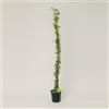 Plantì PLANTI' PIANTA VERA EDERA | Hedera | Piante ornamentali sempreverdi, rampicanti adatte a muro, griglie e struttura a rete in legno1 (Oro di Bogliasco)