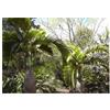 Seeds & Plants Shop by Ipsa Pezzi - 3x Hyophorbe Lagenicaulis - Palma Bottiglia Palme Piante - Seme ID1698 - Seeds & Plants Shop by Ipsa