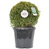 Vannucci Piante - Buxus microphylla 'Faulkner', Bosso, Palla, Pianta vera in vaso, Pianta da terrazzo (cod. 20)