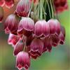 le Georgiche Vivai le Georgiche - Pianta vera di Enkianthus campanulatus Red Bells Enkianthus 'Red Bells' - vaso Ø 18 cm - altezza alla vendita 30-40 cm