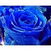Generic Belle semi Deep Blue Rose 80 SEMI -ACQUISTA 4 PUNTI