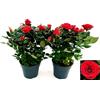 POWERS TO FLOWERS - ROSA DA GIARDINO RAMPICANTE e RIFIORENTE, ROSA ROSSA, 2 PIANTE, Piante Vere