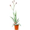 Fiori Commestibili BIO Anigozanthos - Zampa di Canguro - Fiori NON commestibili - Azienda agricola Carmazzi