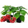 POWERS TO FLOWERS - PEPERONCINO JAMAICAN BIO, 2 PIANTE, Vaso 10cm, piante vere