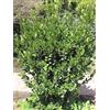 Genérico 10 Semi di alloro (Laurus nobilis)