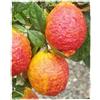 Generico Pianta di LIMONE ROSSO Citrus Volkameriana - in vaso: Ø 22 cm - H. 80/90 cm