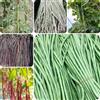 Generic 500 pz Semi di fagioli al metro semi biologici semi di piante orticole Vigna unguiculata, semi di asparagi, Piantare semi di ortaggi invernali bonsai vaso piante da ufficio semi di
