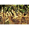 Generic 100 semi di Arachis Hypogaea, semi di arachidi germinabili, germinazione testata