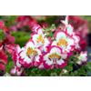 SemiSauvage 250 Semi di Fiore di Farfalla (Schizanthus wisetonensis) - SemiSelvaggio Permacultura