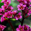 SVI Bergenia SEMI-RED-AKA Cuore Foglia Bergenia Pig Squeak, rustiche a zona 3 (30)