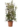 KENTIS - Pianta di Lentisco - Pistacia Lentiscus - Piante Vere da Esterno da Siepe Resistenti - Pianta da Giardino - H 80-100 cm Vaso Ø 24 cm